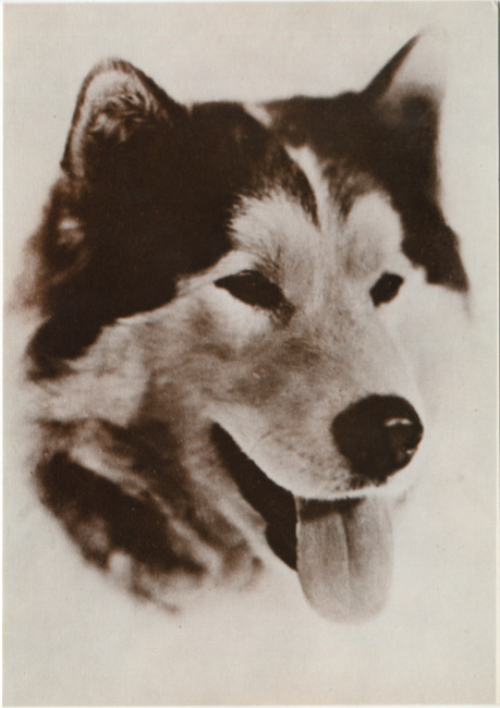 Postcards by the R. J. Calvert Company - NPC-1260: Alaska Husky