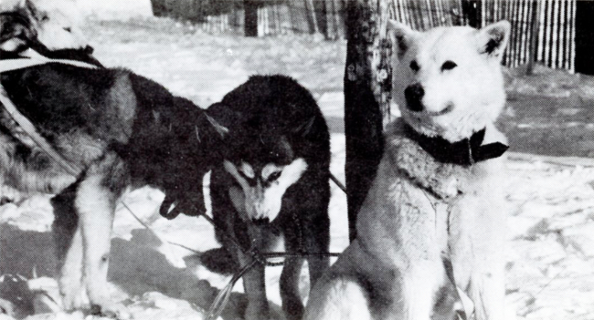 Photo of Yukon Sourdough Rendezvous sled dogs, 1970s