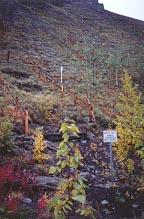 The Yukon's historic Tantalus Coal Mine, along the Yukon River at Carmacks.
