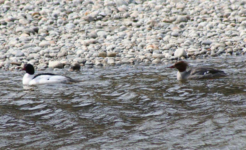 Common merganser male and female at Dyea, Alaska