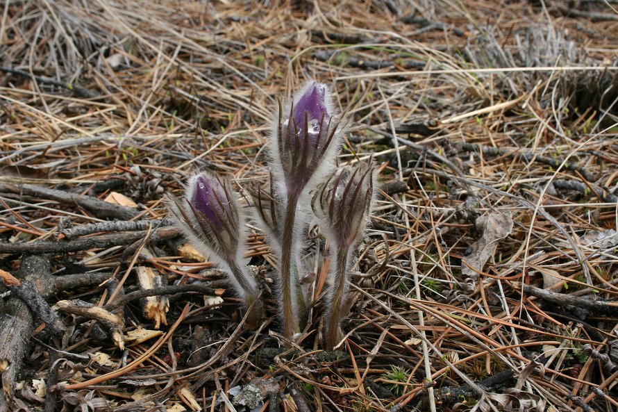 Spring arrives at Whitehorse, Yukon