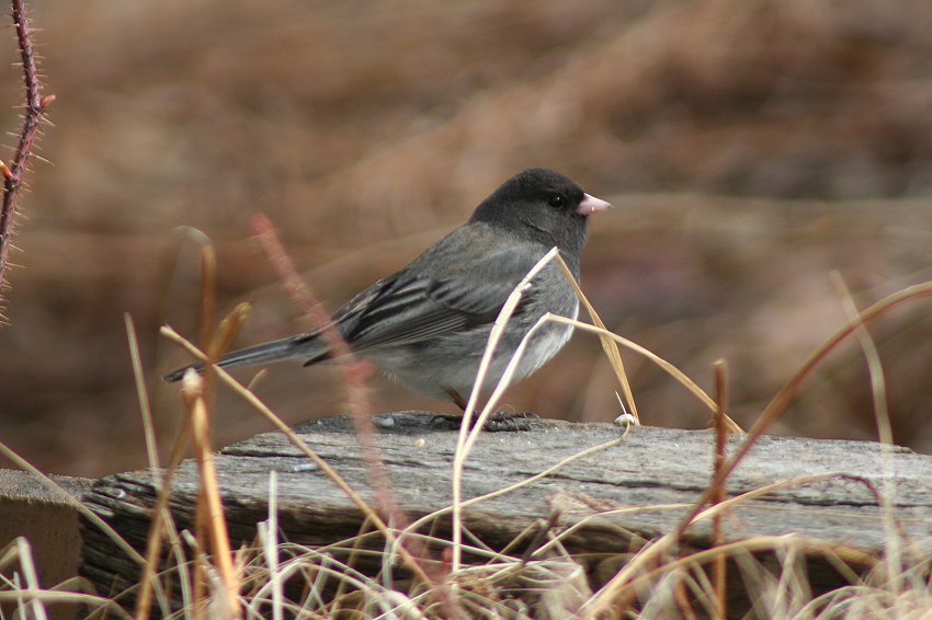 Dark-eyed junco at Carcross, Yukon