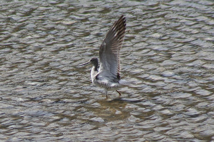 A Greater Yellowlegs at Dyea, just after landing