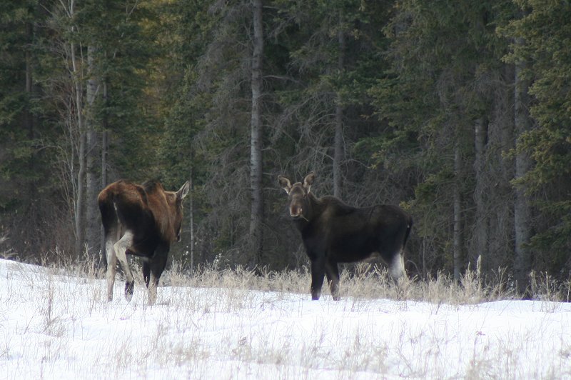Spring moose along the Tagish Road, Yukon Territory