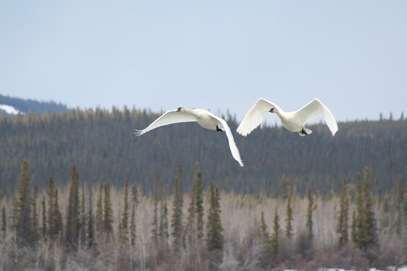Migrating Trumpeter swans on the Tagish River, Yukon Territory