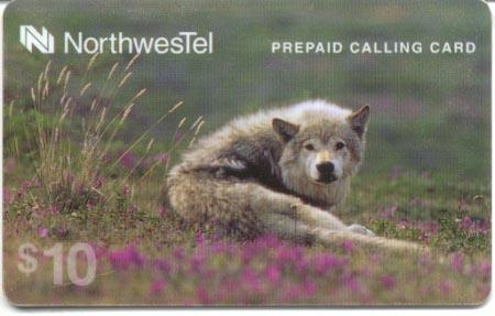 Gray wolf photo