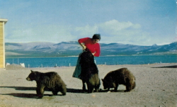 Bears at the Burwash Landing Hotel, Alaska Highway, 1950s