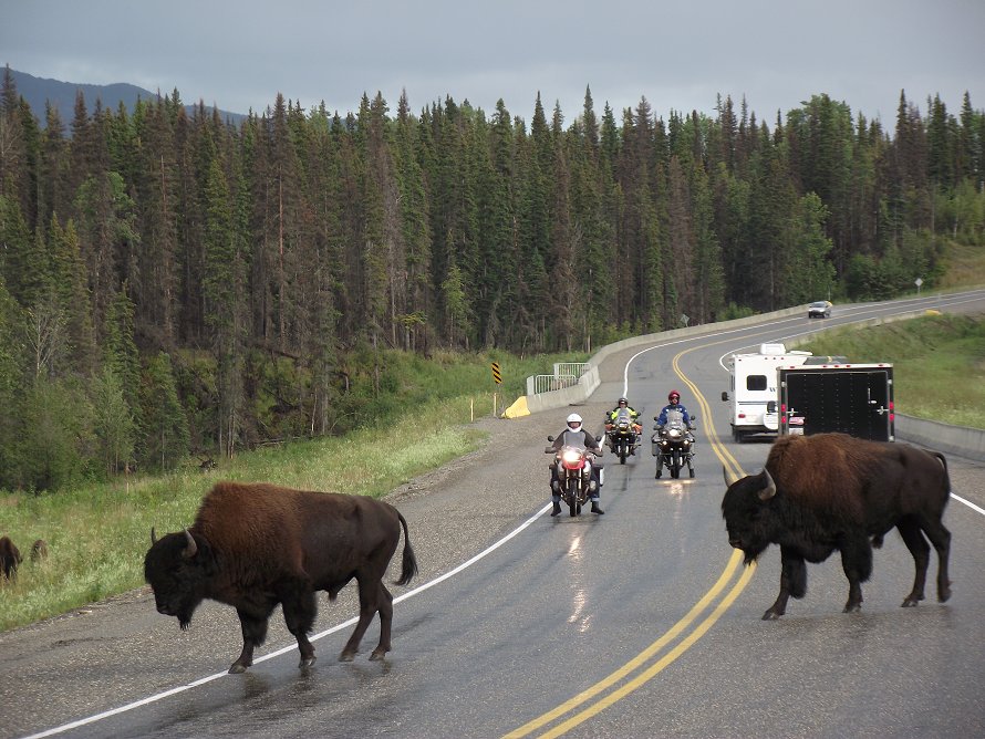 Wood bison on the Alaska Highway