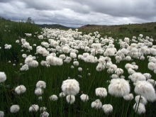 Arctic cotton grass along the Top of the World Highway, Yukon
