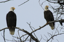 Bald eagles along the Haines Highway, Alaska