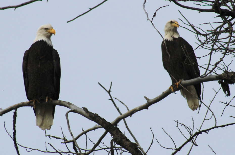Bald eagles in the Alaska Chilkat Bald Eagle Preserve