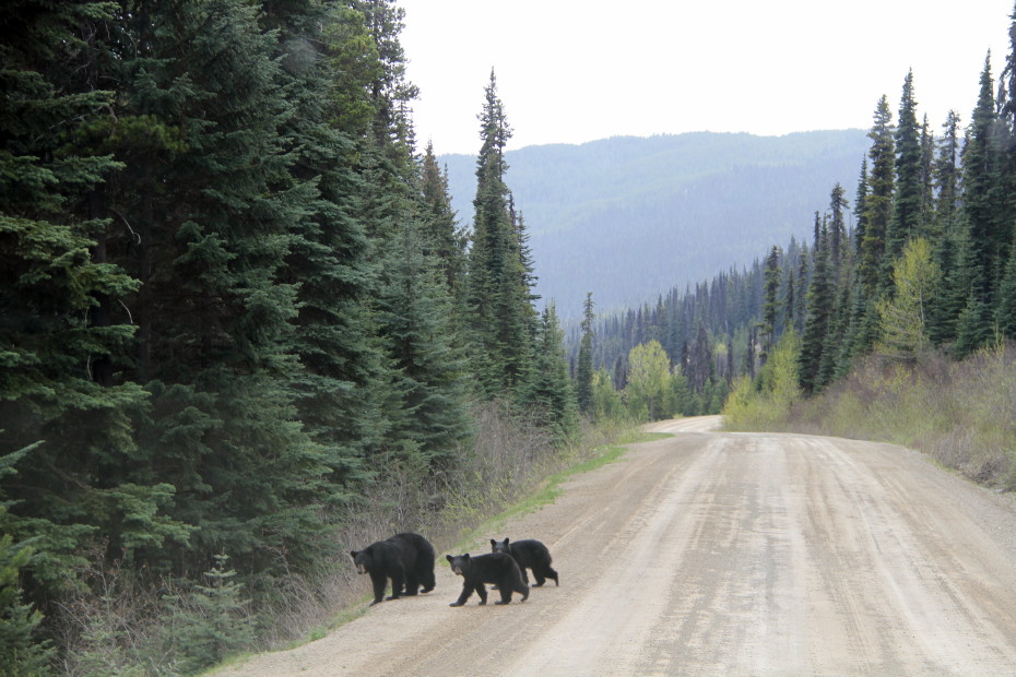black bear with twin cubs