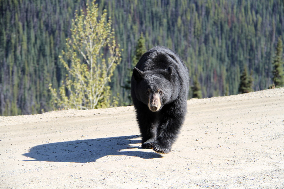 Black bear on the Bella Coola hill