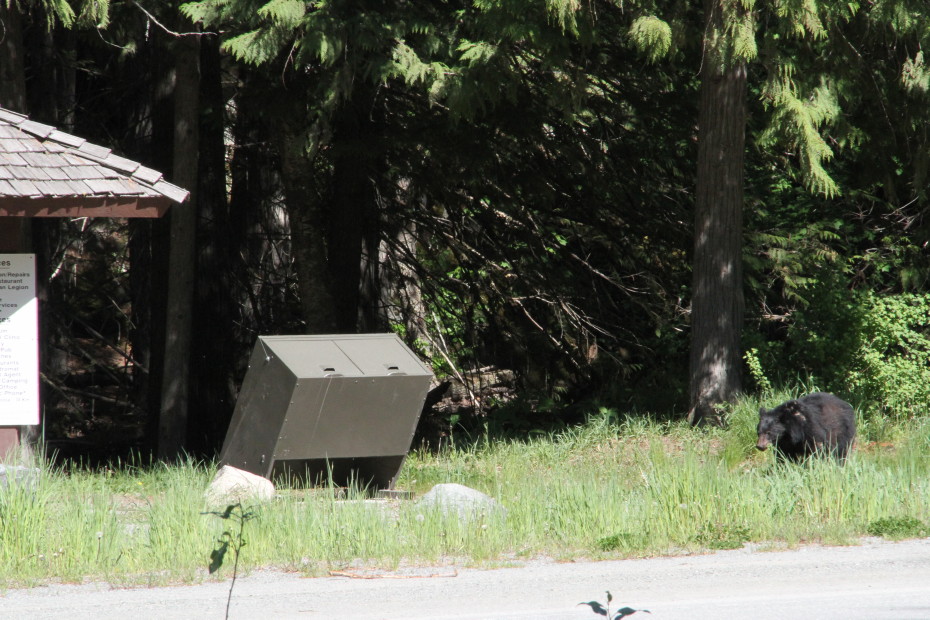A black bear at the rest area at the bottom of the Bella Coola hill