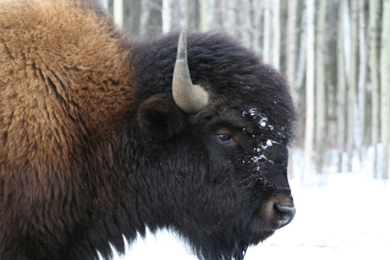 Bison on the Alaska Highway near Liard Hot Springs in March