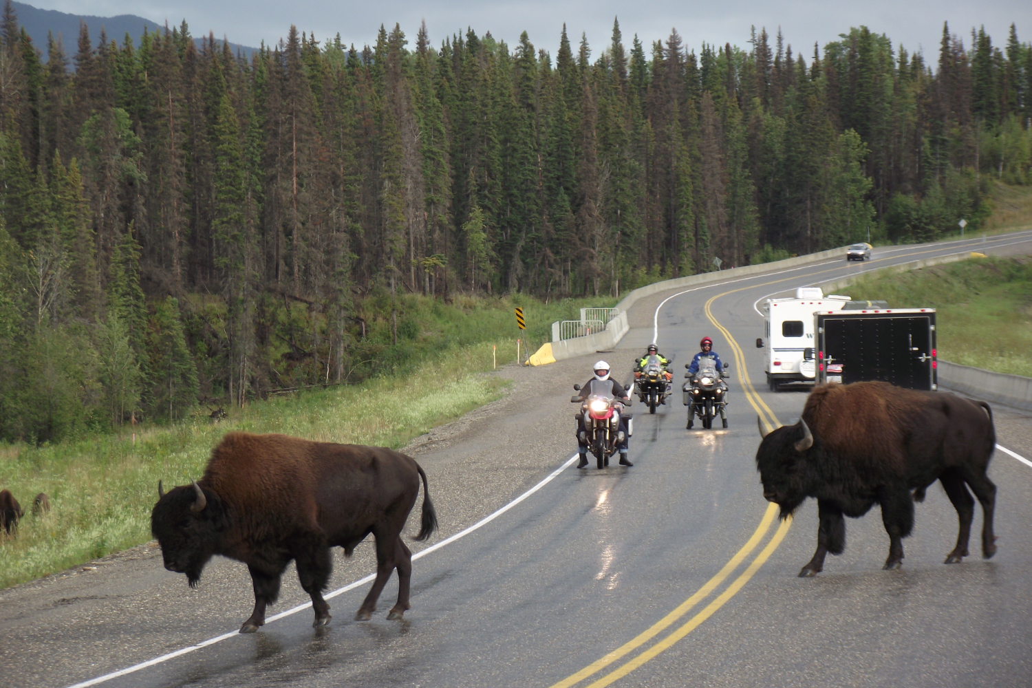 Bison blocking the Alaska Highway