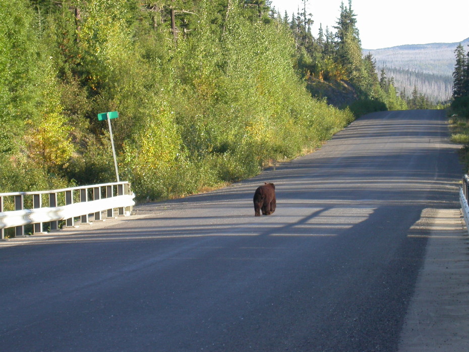Black bear on the Stewart-Cassiar Highway