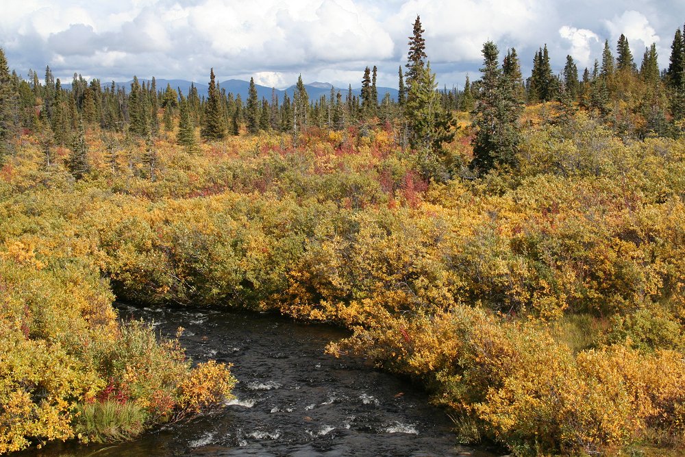 Fall colours on the South Canol Road, Yukon
