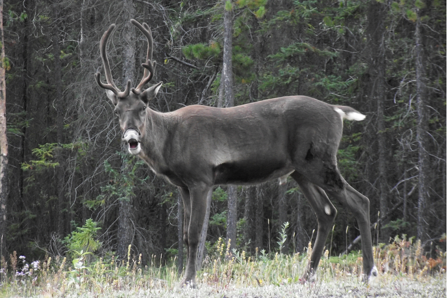 Bull caribou along the Alaska Highway