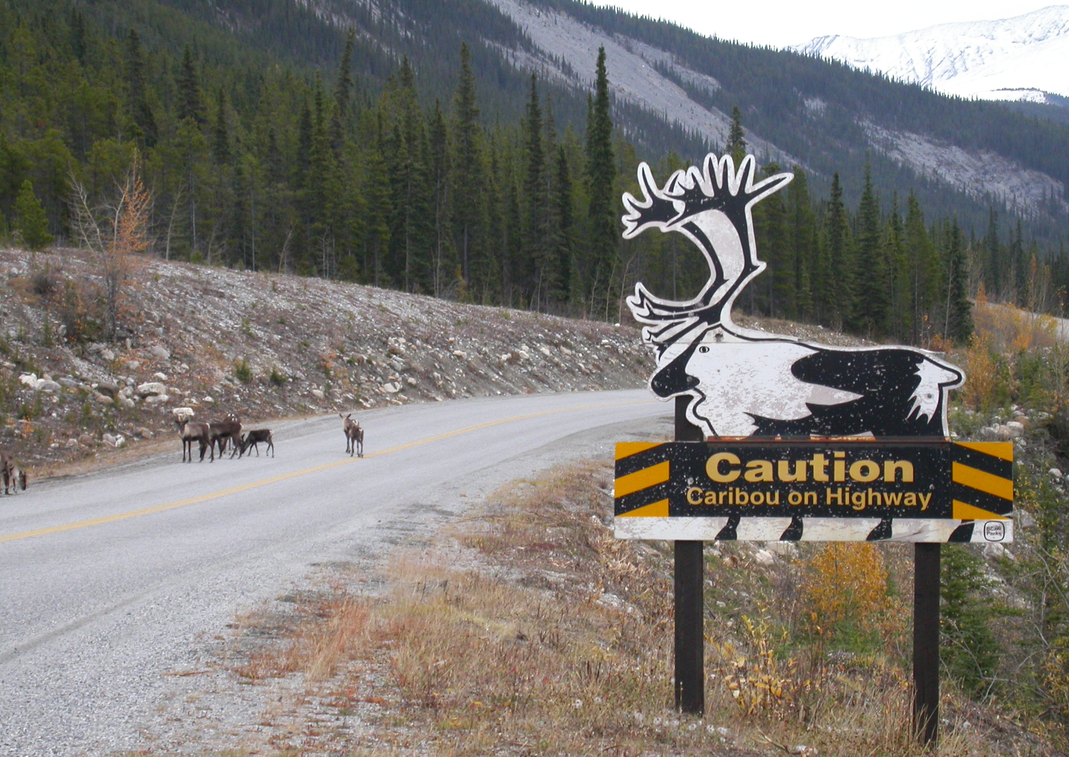 This photo of caribou on the highway behind a caribou warning sign was shot on the Alaska Highway in Stone Mountain Provincial Park, on October 1, 2002.