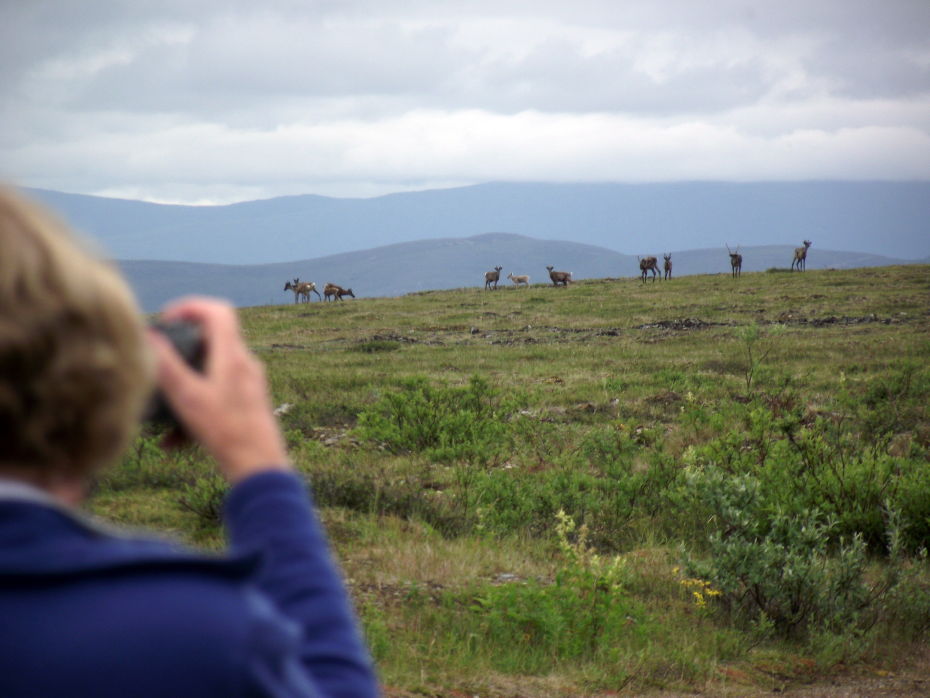 A herd of caribou along the Top of the World Highway, Yukon