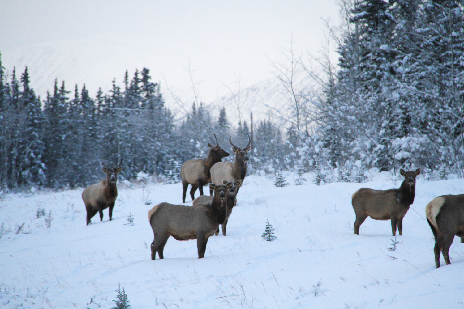 Elk along the Alaska Highway