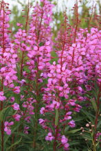 Fireweed along the Top of the World Highway, Yukon