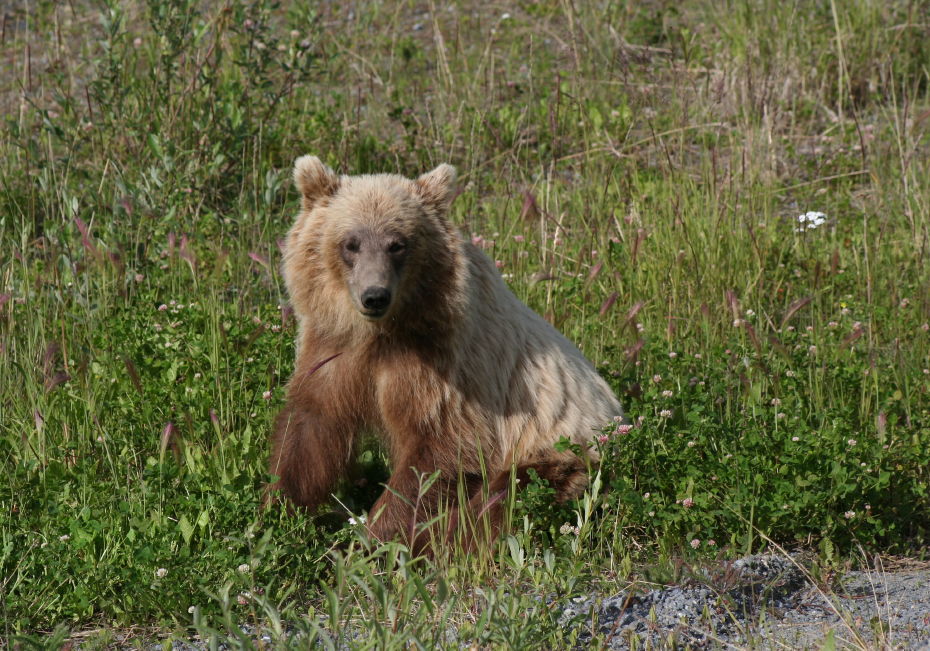 Grizzly bear along the Top of the World Highway