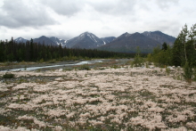 Quill Creek, Haines Highway
