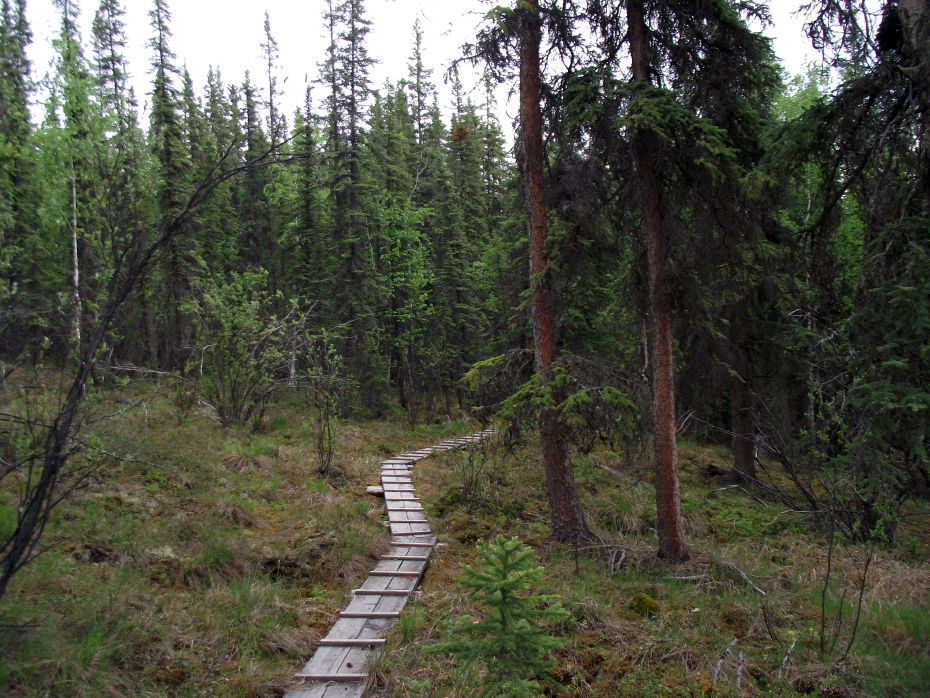 Mosquito Fork Dredge Trail, Alaska