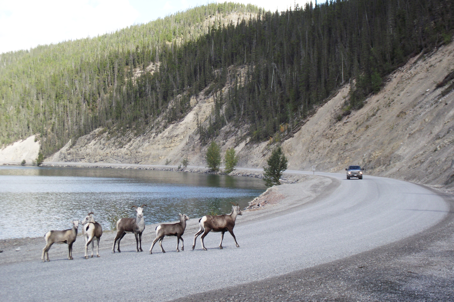 Stone sheep along Muncho Lake at about Km 702 of the Alaska Highway. 