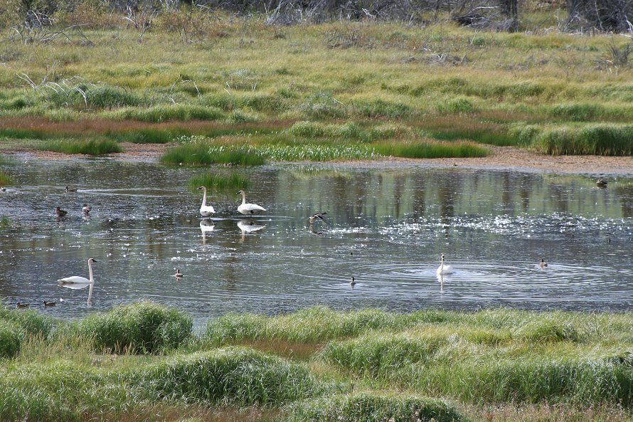Migrating Trumpeter swans and other waterfowl along the North Klondike Highway