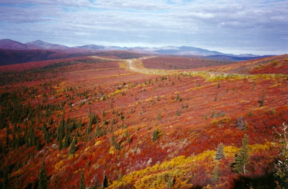 Fall colours along the Top of the World Highway, Yukon
