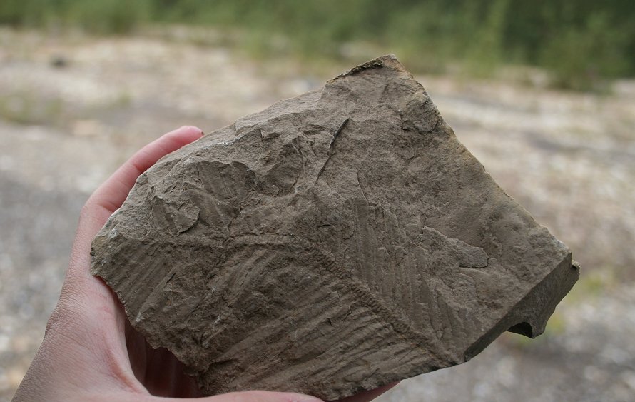 Fossils from Inuvik, NWT