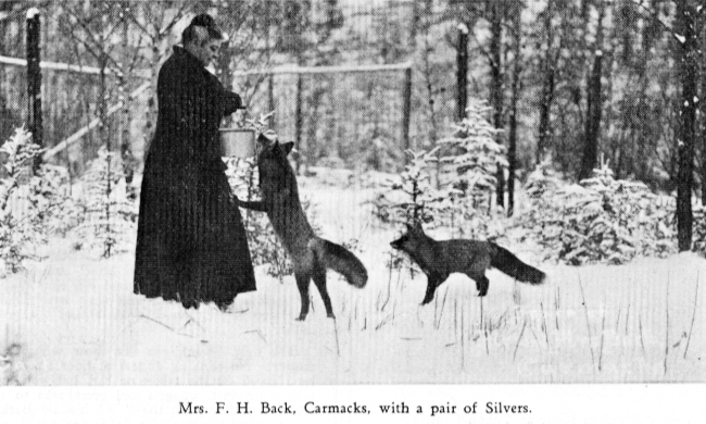 A fox farm in the Yukon in the 1920s