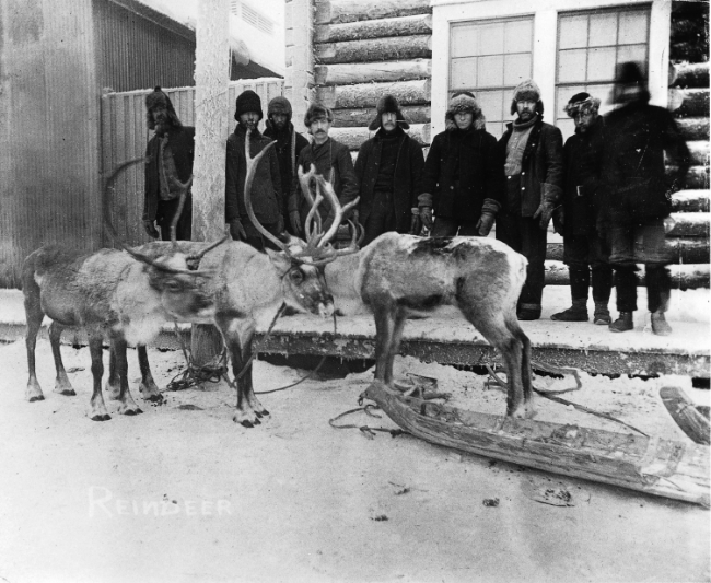 A group of men with three reindeer pulling sleds - Whitehorse, Yukon Territory, 1900