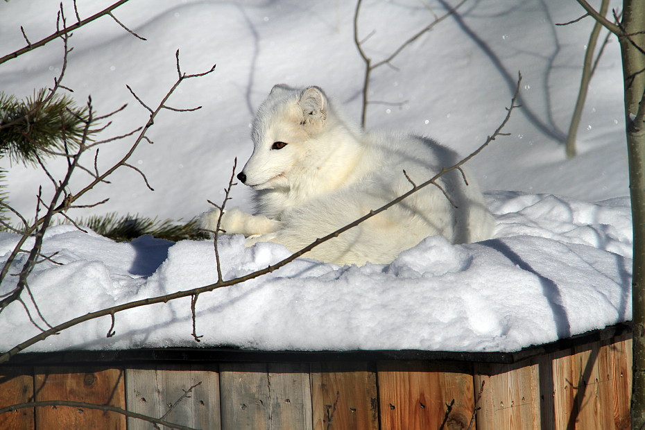 Arctic fox (Alopex lagopus) at the Yukon Wildlife Preserve