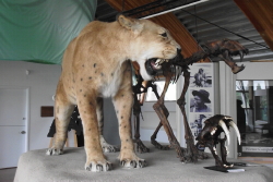 Scimitar cat (Homotherium serum) at the Yukon Beringia Interpretive Centre