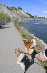 Millennium Trail at Whitehorse, Yukon