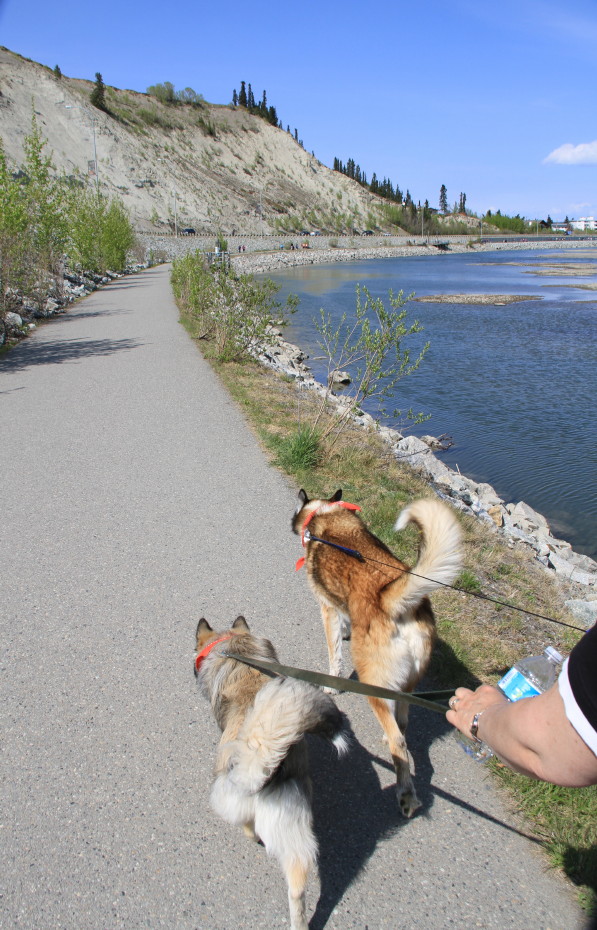 Dogs walking on the Millennium Trail at Whitehorse, Yukon