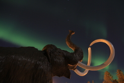 Wooly mammoths and aurora borealis at Whitehorse